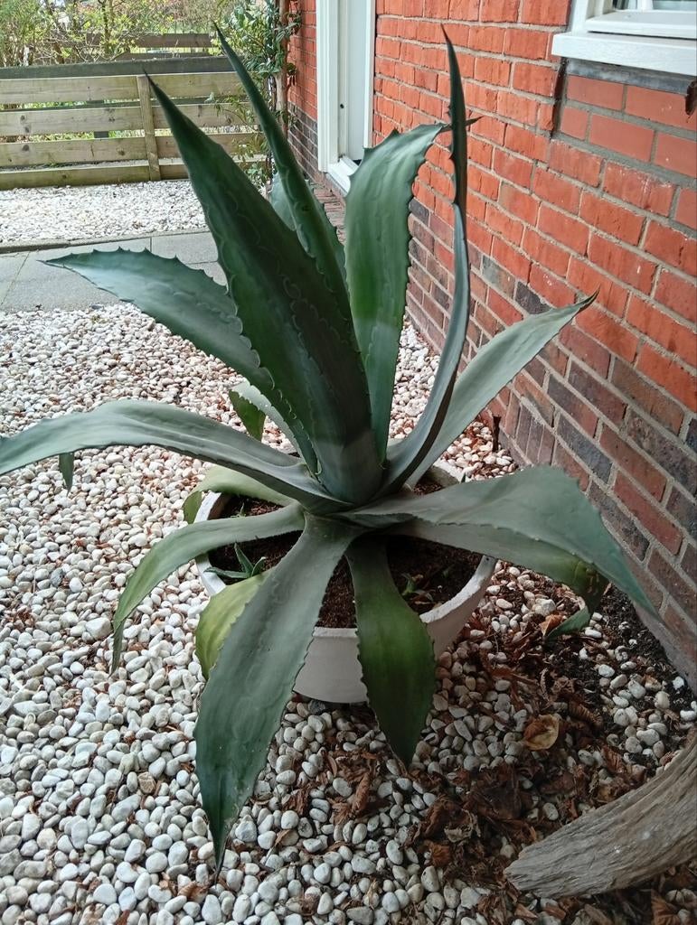 Grote agave in pot met veel jonge stekken, Tuin en Terras, Planten | Tuinplanten, Ophalen, Overige soorten, Volle zon