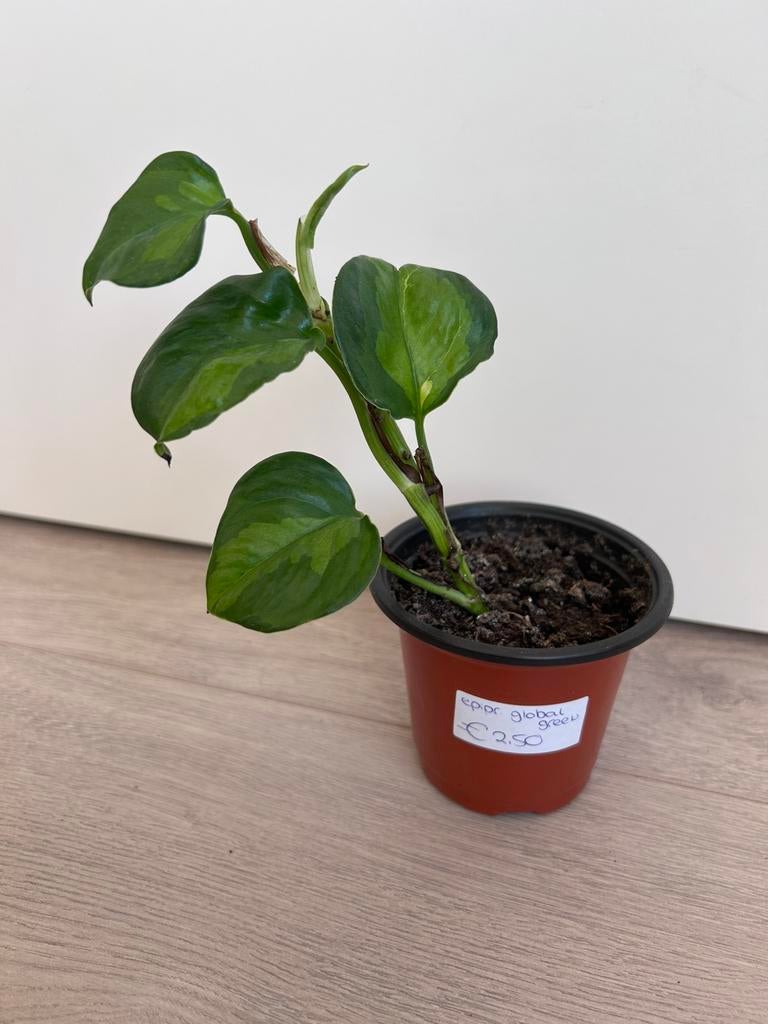 Epipremnum global green, Ophalen of Verzenden, Halfschaduw, Minder dan 100 cm