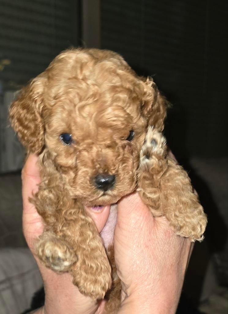 Mini toypoedel puppy's getest reutjes, Dieren en Toebehoren, Honden | Chihuahua's en Gezelschapshonden, Poedel, 8 tot 15 weken