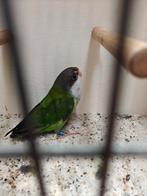 Tk Aymara pop, Dieren en Toebehoren, Vrouwelijk, Parkiet