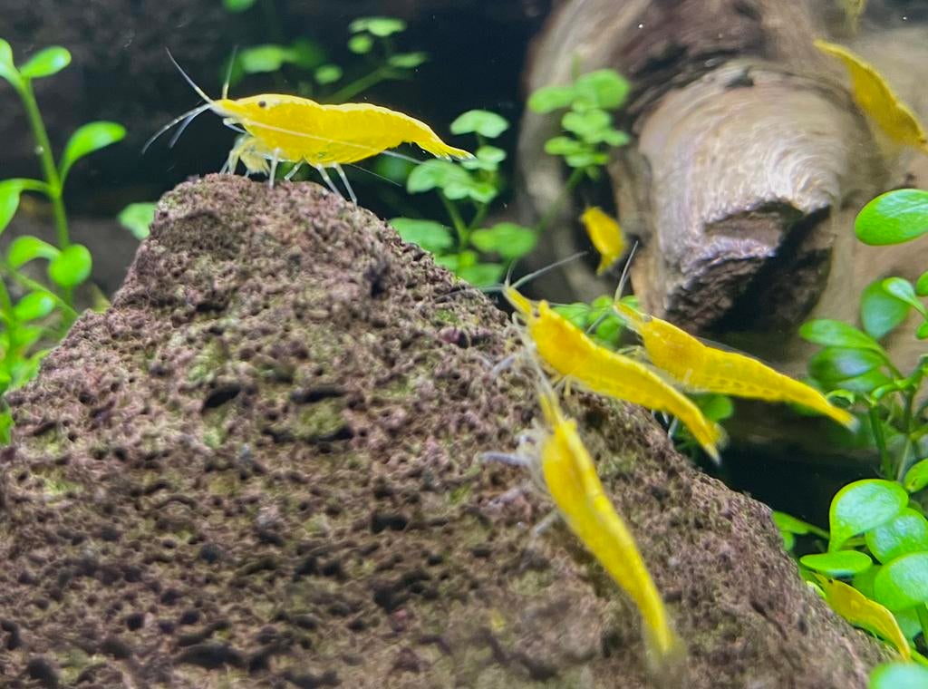 Yellow neon backstripe neocaridina garnalen, Dieren en Toebehoren, Vissen | Aquariumvissen, Kreeft, Krab of Garnaal