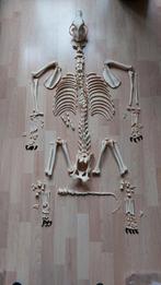 Skelet van een Duitse herder, Ophalen of Verzenden, Zo goed als nieuw, Hond of Kat, Schedel