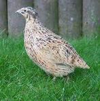 Kwartels te koop [Japanse], Dieren en Toebehoren, Pluimvee, Vrouwelijk, Kip