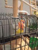 Dwerg papagaai, Mannelijk, Papegaai