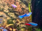 Endler Guppy’s, Vis