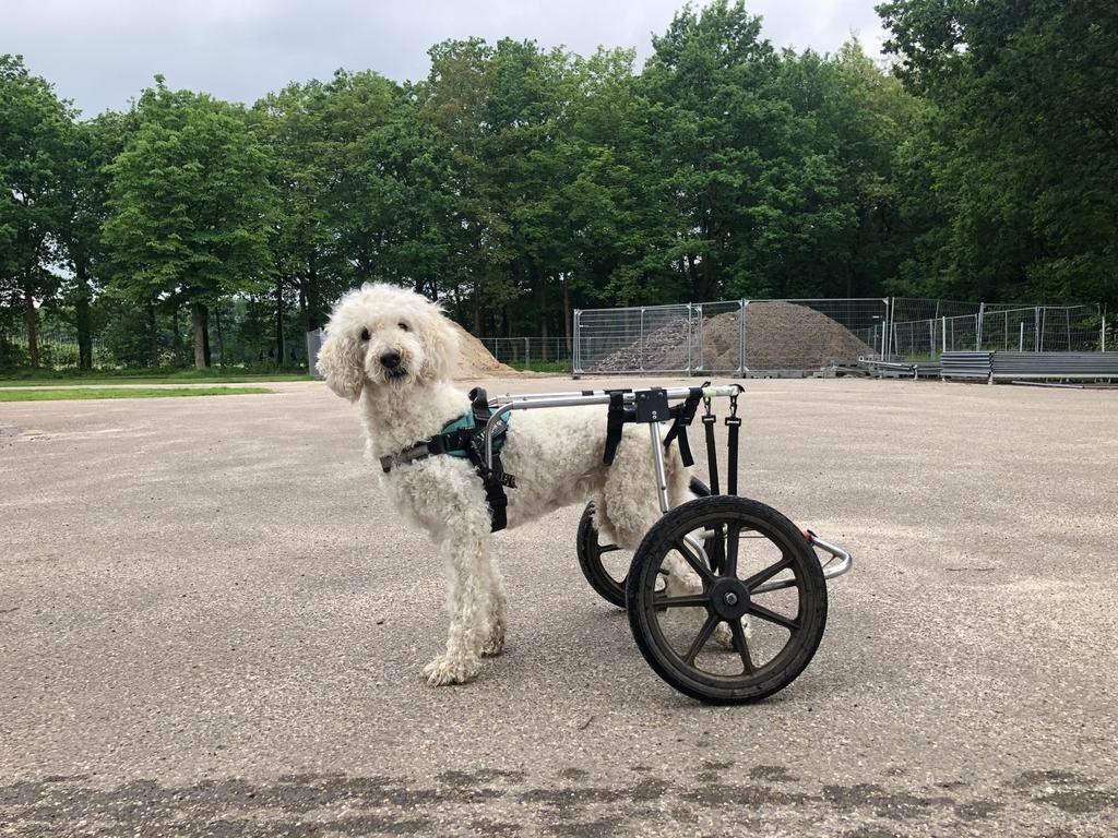 Honden rolstoel, Dieren en Toebehoren, Honden-accessoires, Ophalen, Gebruikt