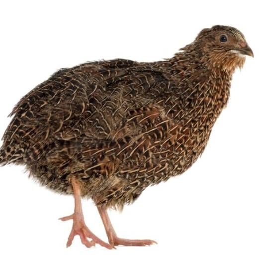 Jonge Japanse kwartels hennen, Dieren en Toebehoren, Pluimvee, Overige soorten, Vrouwelijk