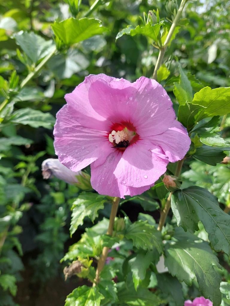 Hibiscus syriacus, tuinhibiscus, Chinese roos, Ophalen, Overige soorten, Struik, 100 tot 250 cm