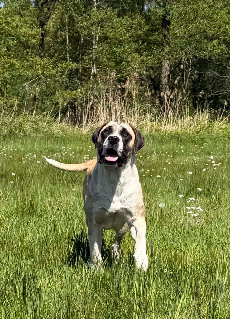 Prachtige Ysterberg mastiff teef, Dieren en Toebehoren, Parvo, 15 weken tot 1 jaar, Overige rassen, Teef