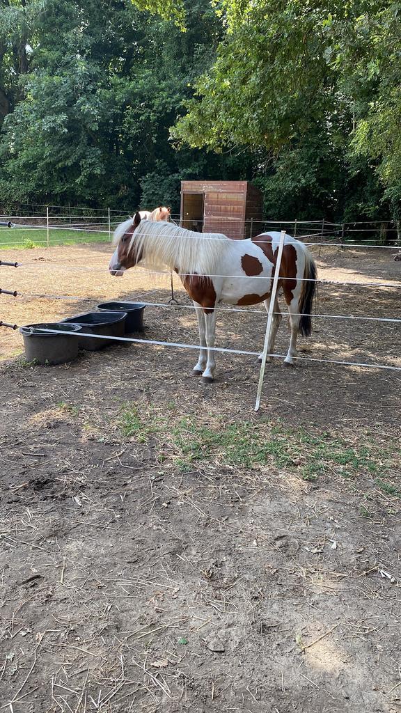 Gezocht ervaren ruiter, Vacatures, Vacatures | Overige Vacatures, Overige niveaus, Vanaf 3 jaar, Overige vormen, Geschikt als bijbaan