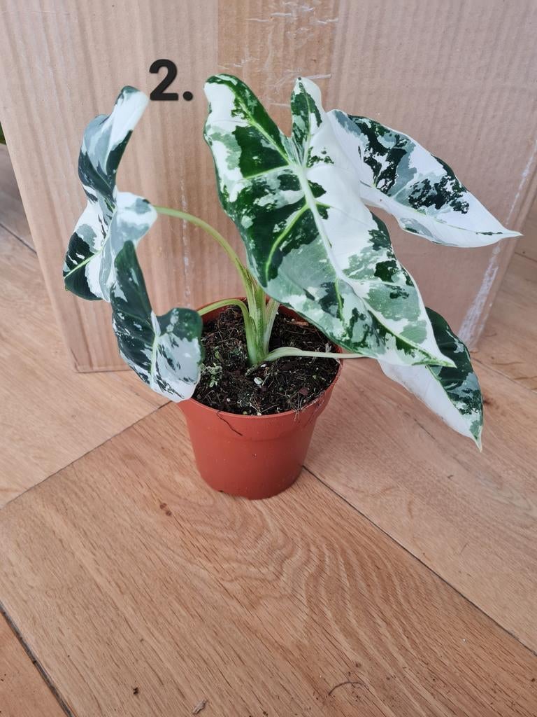 Veel soorten kamerplanten en stekjes, unieke planten, Huis en Inrichting, Kamerplanten, Ophalen of Verzenden, Halfschaduw, Minder dan 100 cm