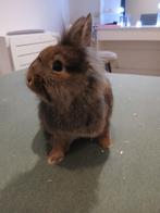 2 konijnen, Meerdere dieren, Middelgroot, 0 tot 2 jaar