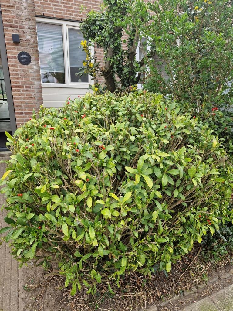Grote skimmia met rode bessen, Tuin en Terras, Ophalen, Overige soorten