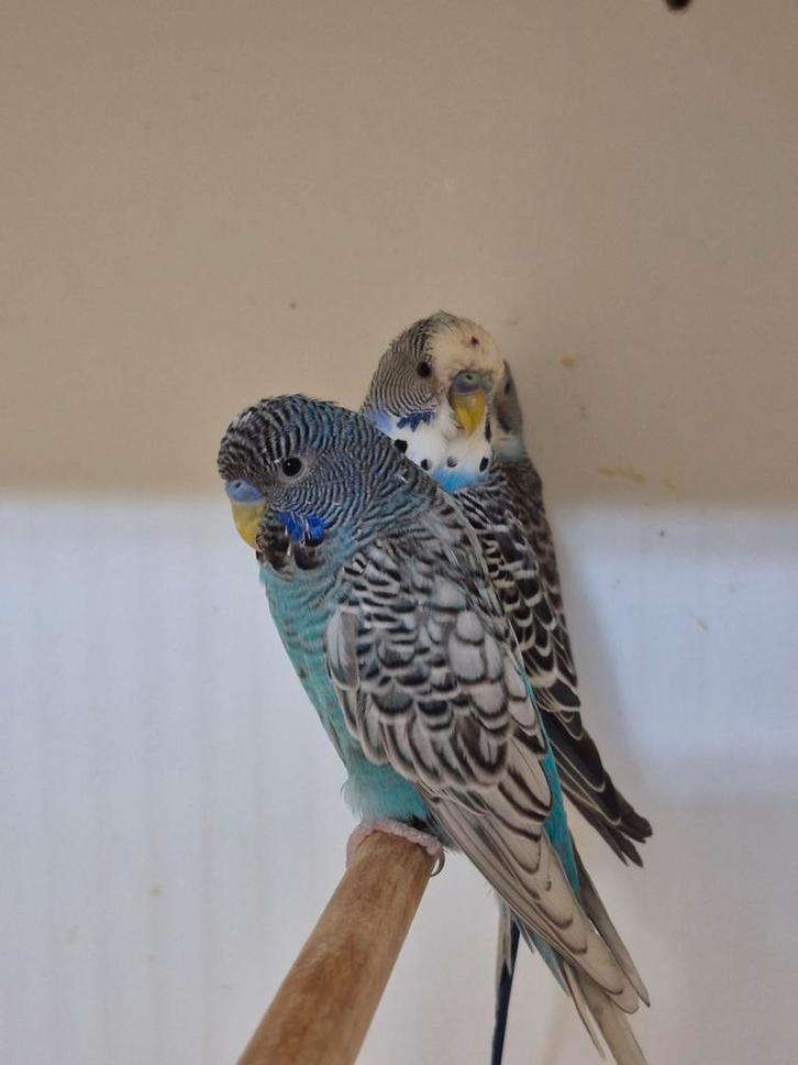 Mutatie grasparkieten, Dieren en Toebehoren, Vogels | Parkieten en Papegaaien, Parkiet, Meerdere dieren, Geringd