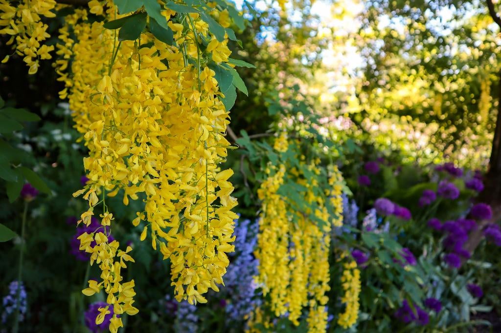 Laburnum 'Yellow Rocket' | Gouden regen, 100 tot 250 cm, Zomer, Zuilboom, Ophalen