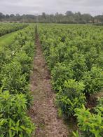 Prunus lusitanica / Portugese laurier, Ophalen, Bloeit niet, Halfschaduw, Overige soorten