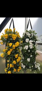 Grote partij Winterharde VIOLEN wandhanger met watersysteem, Volle zon, Eenjarig, Winter, Ophalen