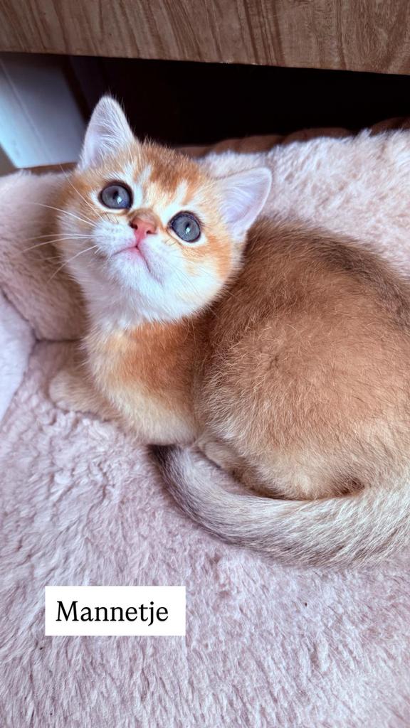 Briste korthaar black golden shaded kittens, 0 tot 2 jaar
