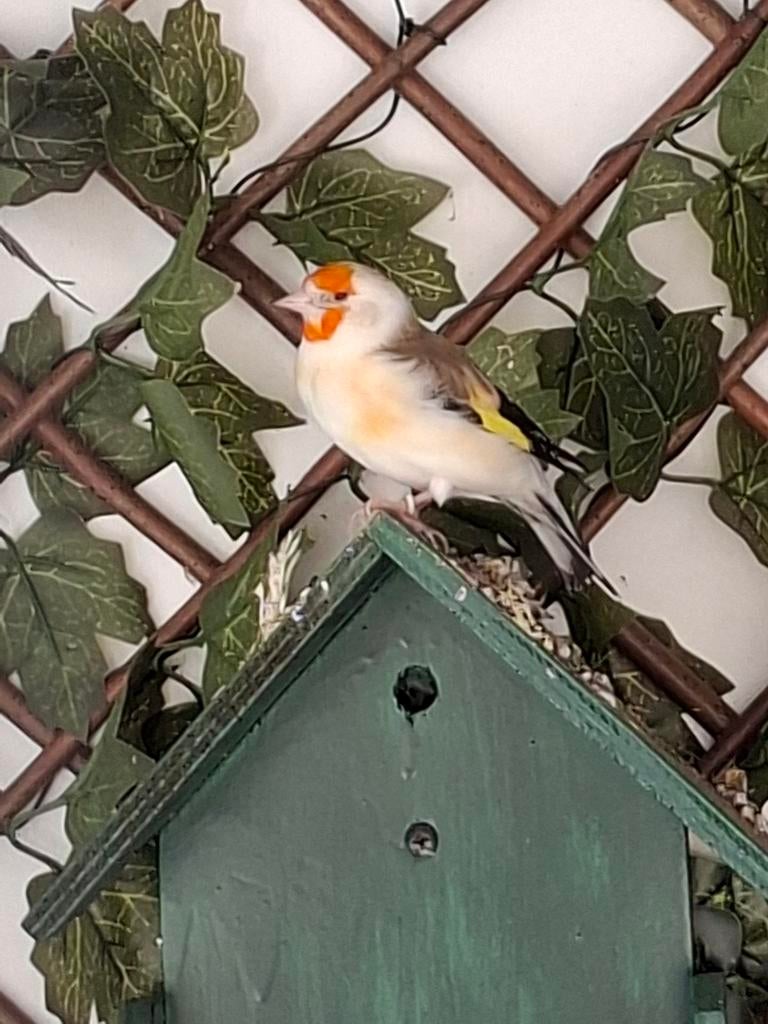 Major putter (gereserveerd), Geslacht onbekend, Wildzangvogel, Geringd