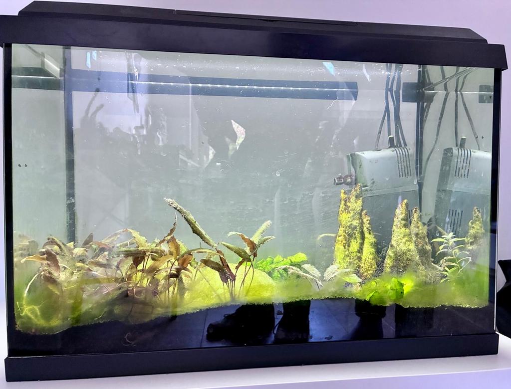 Aquarium 60x40x30cm met pomp, Dieren en Toebehoren, Vissen | Aquaria en Toebehoren, Ophalen, Gebruikt, Gevuld zoetwateraquarium