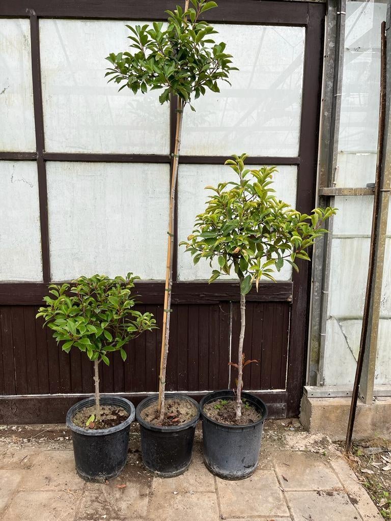 Tekoop : Photinia Red Robin op stam, Tuin en Terras, Ophalen