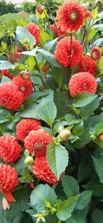 Dahlia pompon oranje tuin knol, Ophalen, Volle zon, Knol