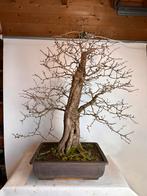 Partij grotere bonsai, Bloeit niet, Overige soorten, Minder dan 100 cm, Ophalen
