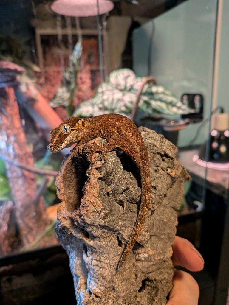 Gargoyle gecko te koop plus terarium, Dieren en Toebehoren, Hagedis, 0 tot 2 jaar