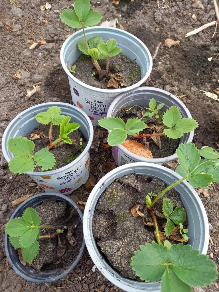 5 x aardbei plantjes, Tuin en Terras, Planten | Tuinplanten, Ophalen of Verzenden, Overige soorten, Volle zon