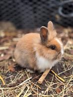 Dwergkonijn (vosje) 8 weken oud, Mannelijk, Dwerg, 0 tot 2 jaar