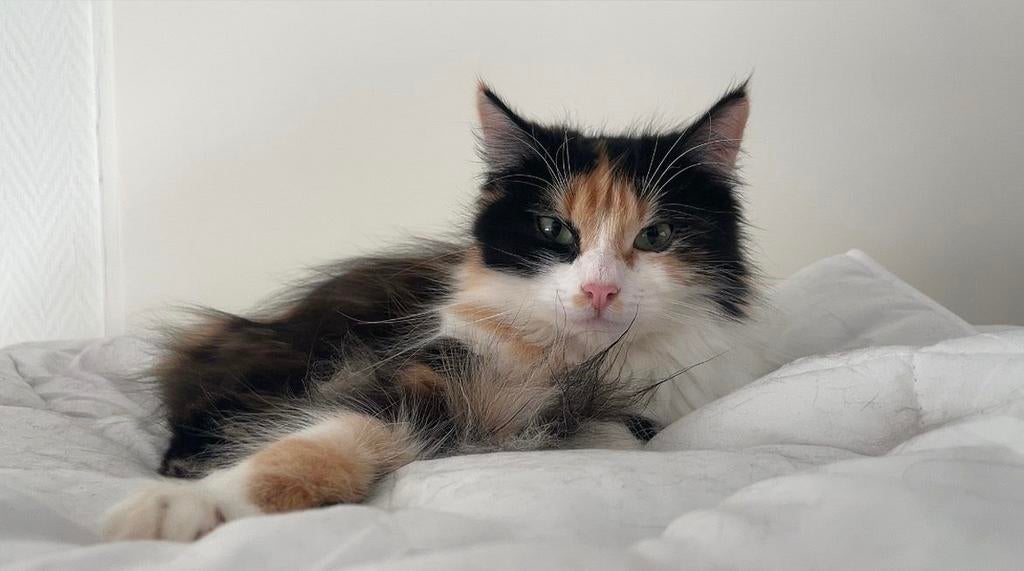 Super lief MaineCoon kitten zoekt warm huisje., Dieren en Toebehoren, Katten en Kittens | Raskatten | Langhaar, Poes, Ontwormd