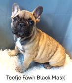 Franse Bulldog Pups Choco Tan & Fawn, Parvo, 8 tot 15 weken, Bulldog, Meerdere