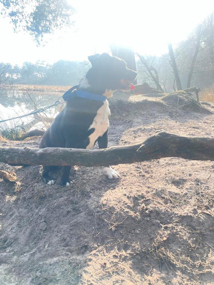 Engelse Stafford 6 jarige teef, Dieren en Toebehoren, Honden | Niet-rashonden, Teef, Particulier, Eén hond, Nederland, 6 jaar of ouder