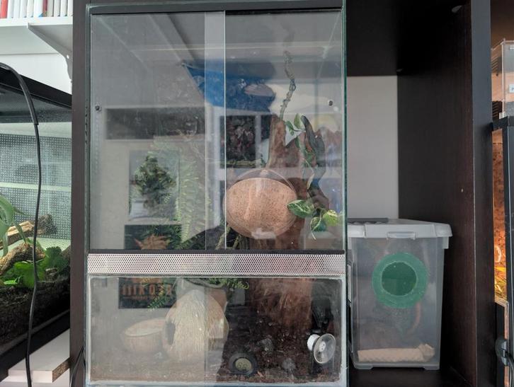 Gekko's + terrariums overcompleet! Crested Gecko - unknown for sale from Anon