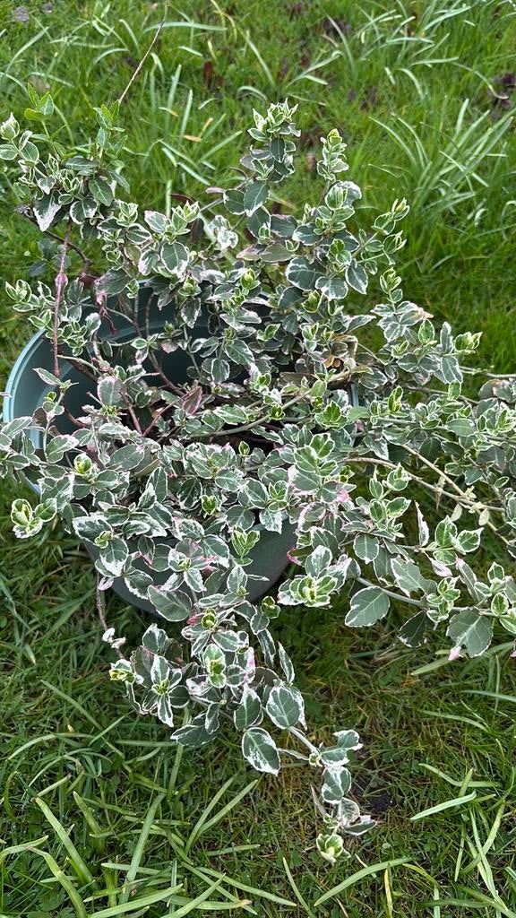 Kardinaalsmuts (?), Tuin en Terras, Planten | Tuinplanten, Ophalen, Overige soorten, Volle zon