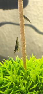 Green Jade garnalen, Dieren en Toebehoren, Vissen | Aquariumvissen, Kreeft, Krab of Garnaal