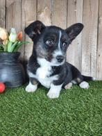 Welsh Corgi Cardigan pup / Corgi pup, Dieren en Toebehoren, België, Overige rassen, 8 tot 15 weken, Teef