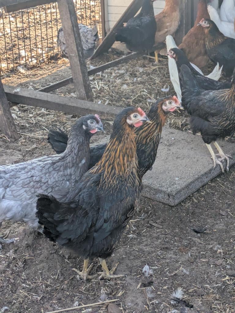 Legkippen, Dieren en Toebehoren, Pluimvee, Vrouwelijk, Kip