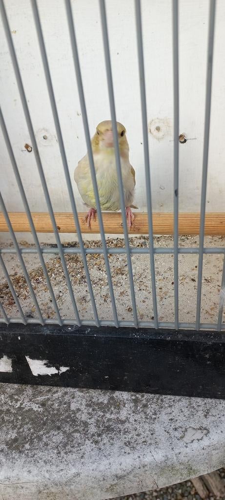 Groenling, Dieren en Toebehoren, Vogels | Kanaries, Mannelijk, Kleurkanarie