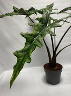 Alocasia Sabrina Narrow Knollen, Huis en Inrichting, Kamerplanten, Ophalen of Verzenden, Halfschaduw, Minder dan 100 cm