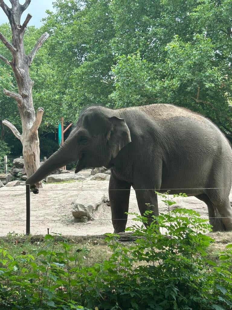 Kaartje Wildlands Emmen, Tickets en Kaartjes, Eén persoon, Ticket of Toegangskaart
