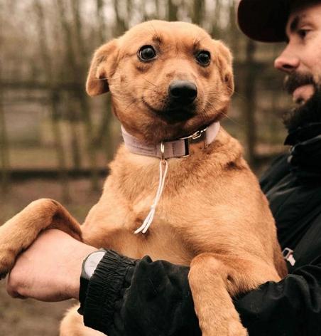 Fiby, 4 jaar oud, 12 kg.  Vrolijk, actief en erg sociaal., Particulier, Buitenland, Teef, Parvo