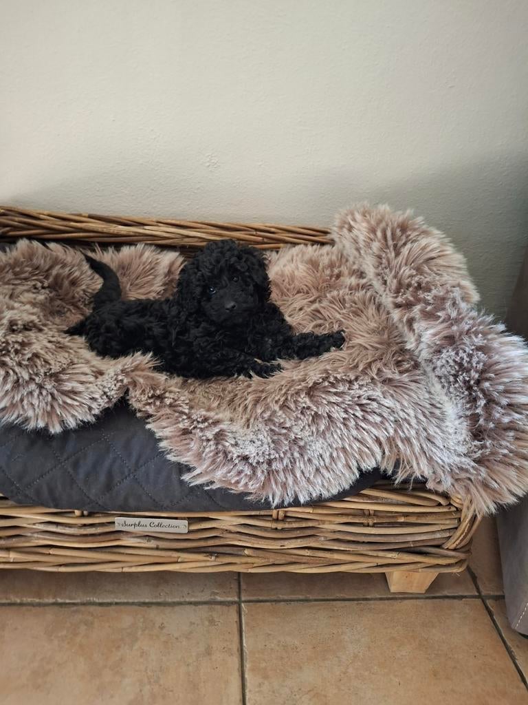 Dwerg x toypoedel pup, Poedel, Parvo, 8 tot 15 weken, Teef