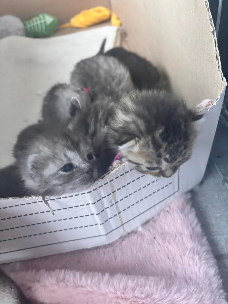 Britse korthaar /ragdoll kittens, Meerdere dieren, 0 tot 2 jaar