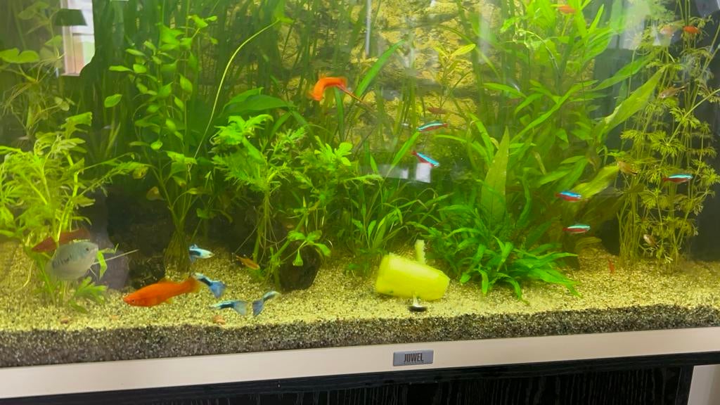 Jonge gezonde platys te koop, Vis