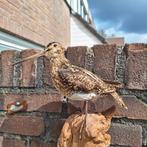 Opgezzet bokje in goeie staat., Ophalen of Verzenden, Zo goed als nieuw, Beeldje of Figuurtje