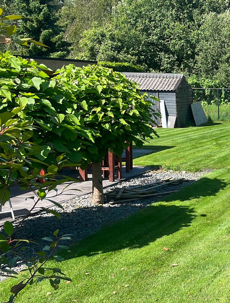2 prachtige catalpa boompjes, Tuin en Terras, Planten | Bomen, Ophalen, Zomer, Volle zon, Overige soorten