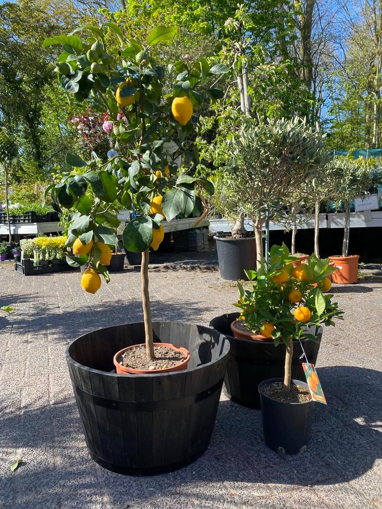 Citroenboom en Mandarijnboom - Vers fruit in eigen tuin, Tuin en Terras, Planten | Tuinplanten, Ophalen, Volle zon, Vaste plant