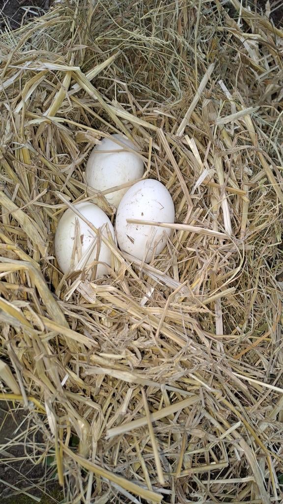 Broedeieren van de grauwe gans.