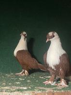 Syrische duiven, Meerdere dieren, Overige soorten